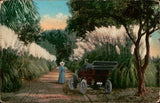 Postcard: PAMPAS GRASS IN CALIFORNIA Pampas Grass