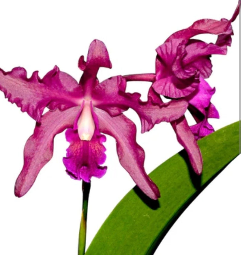 Live orchid plant with magenta purple large blossoms and long petals