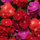 40+ FRAGRANT VINCA PACIFICA BOLD FLOWER SEEDS MIX / PERIWINKLE / ANNUAL Flowering Plants