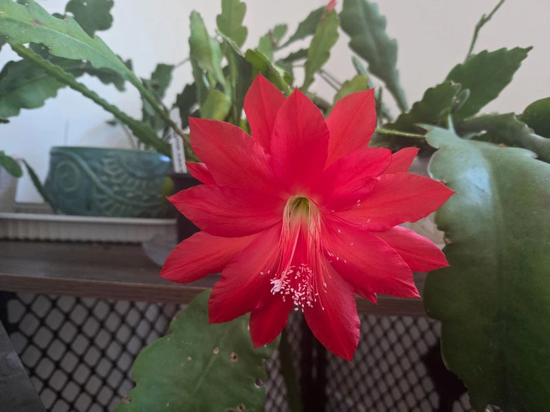 Red epiphyllum orchid cactus flower on green segmented pads