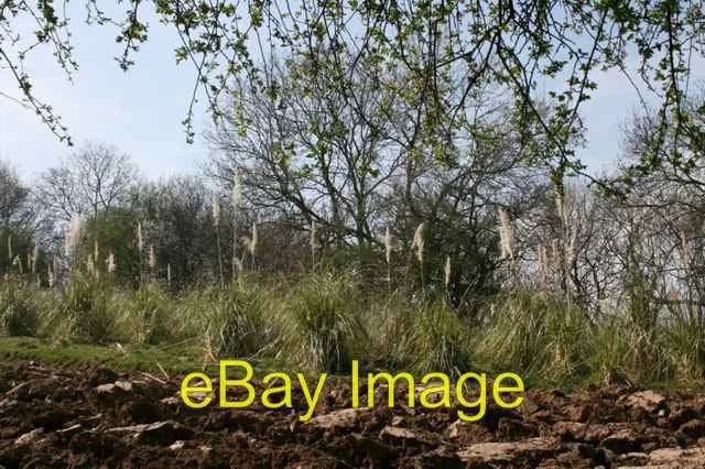 Photo 6x4 Pampas Grass East Barnby A strange crop. I assume it is cover f c2007 Pampas Grass