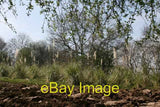 Photo 6x4 Pampas Grass East Barnby A strange crop. I assume it is cover f c2007 Pampas Grass