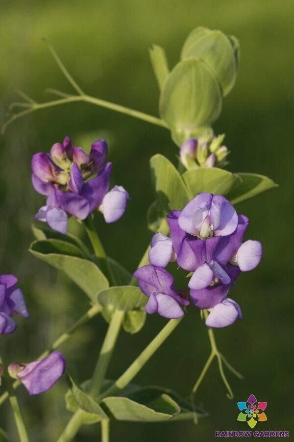 50+ Lathyrus nervosus Perennial Sweet Pea Seeds for Garden - FREE SHIPPING! Garden Plants