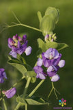 50+ Lathyrus nervosus Perennial Sweet Pea Seeds for Garden - FREE SHIPPING! Garden Plants