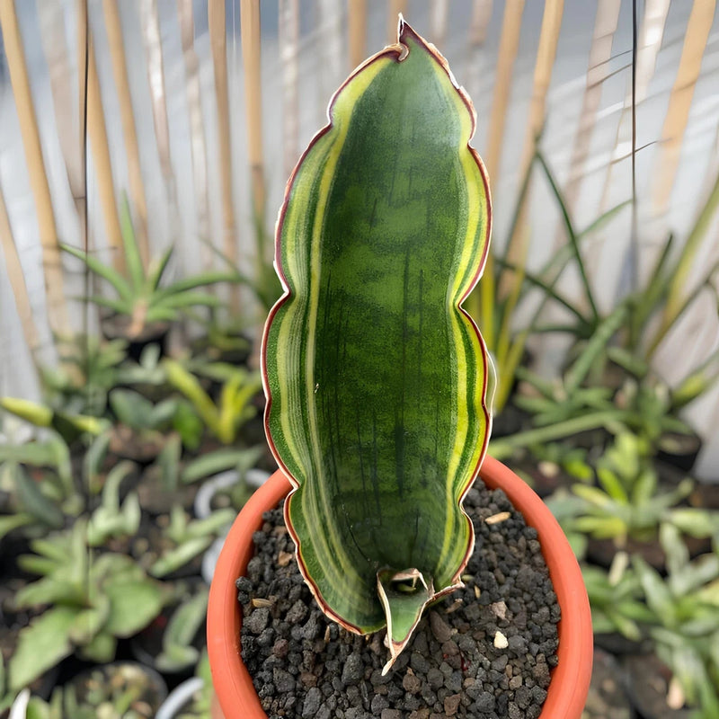 Sansevieria Dragon Wing Variegated Snake Plant Green Plant