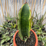 Sansevieria Dragon Wing Variegated Snake Plant Green Plant