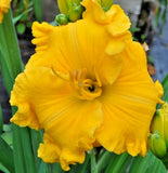 5 GOLDEN BELL DAYLILY SEEDS - Hemerocallis 'Golden Bell' Garden Plants