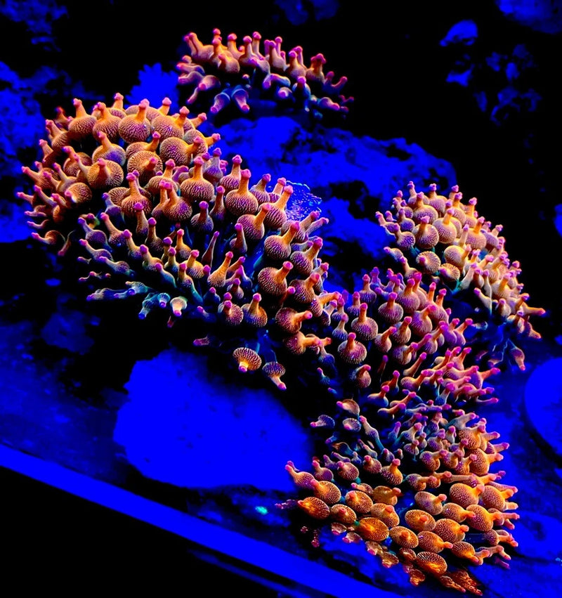 Live 2 to 3 inches Rainbow Bubble tip anemone.Coral, Zoa, LPS, SPS. Anemone