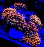 Live 2 to 3 inches Rainbow Bubble tip anemone.Coral, Zoa, LPS, SPS. Anemone