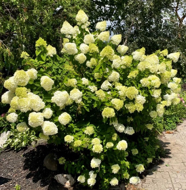 Set 2 Lime Light Hydrangea Bare Roots - No Leaves for Planting 1-2 ft Tall Green Plant