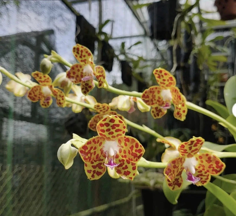 Phalaenopsis hygrochila Aka Vandopsis parishii Seedling Orchid Species 2Ó Pot Orchids