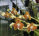 Phalaenopsis hygrochila Aka Vandopsis parishii Seedling Orchid Species 2Ó Pot Orchids
