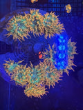 Rainbow Bubble Tip Anemone (RBTA) 2-4