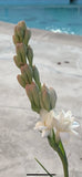 Tuberose Fragrance Double 1 Clump,Bulbs 4+Sz S/M Routed &Sprouted Ready To Plant Flowering Plants