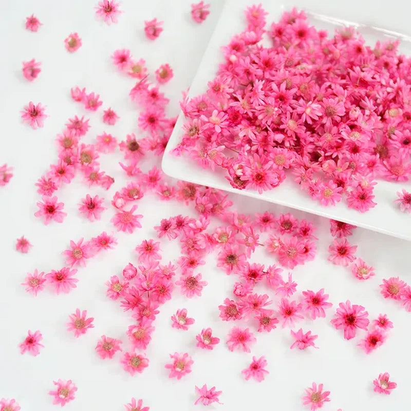Pink dried flower heads for DIY crafts, scattered and on a white card