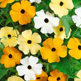 Black Eyed Susan Mixed Color Vine Seeds for Planting | Exotic Garden Flowers Garden Plants