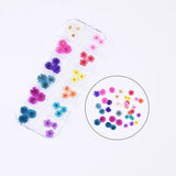 36PCS Real Pressed Dry Mixed flowers collection, 12 colors FCD504 #12 Dried Flower