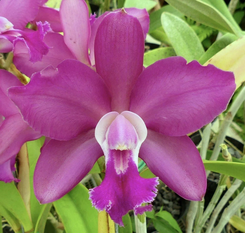 Purple Cattleya hybrid orchid flower with fringed white and magenta lip