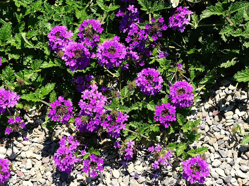 Live HOMESTEAD PURPLE VERBENA Canadensis Plant - [Pint Pot] - Perennial Flowering Plants