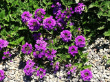 Live HOMESTEAD PURPLE VERBENA Canadensis Plant - [Pint Pot] - Perennial Flowering Plants