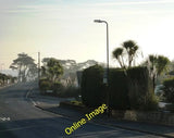 Photo 6x4 Palm trees, Pampas Grass, Penwill Way, Clennon Valley Paignton  c2012 Pampas Grass