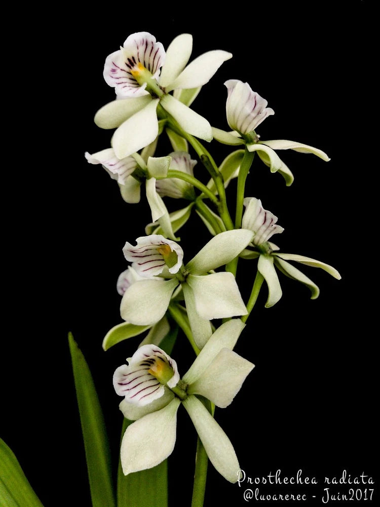 Mounted orchid bouquet with pale white flowers and pink striped centers, green stems and leaves