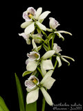 FRAGRANT! ~ Cattleya Encyclia Orchid ~ Prosthechea radiata x sib ~ mounted Orchids