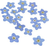 50Pcs Don'T Forget Me Nature Real Dried Pressed Flowers Leaves Pressed Flowers L Dried Flower
