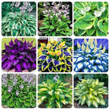 350+Seeds Perennial Hosta Flower Seeds to Plant Outside Garden Home Beauties Lily