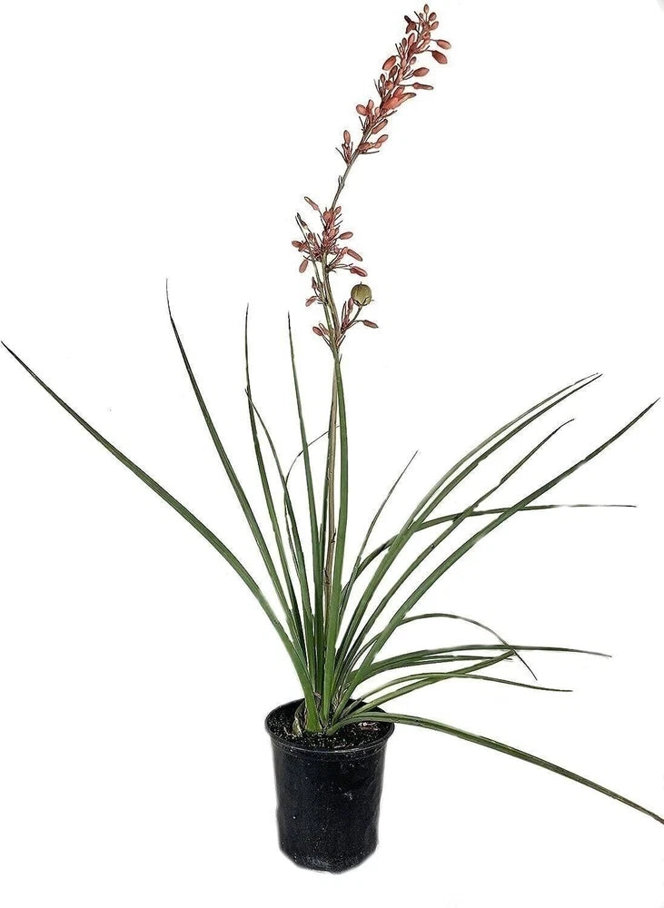 Red yucca live plant in black 6-inch pot, green spiky leaves and red flower spikes