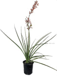 Red Yucca - Live Plant in a 6 Inch Pot - Hesperaloe Parviflora,to Orchids