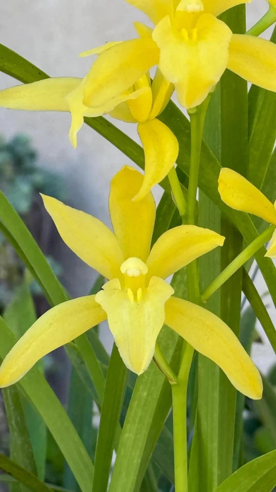 Yellow cymbidium orchid flowers with green leaves