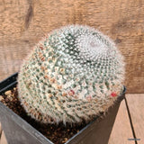 D6465 MAMMILLARIA HANIANA pot14-H14-W15 cm MaMa Cactus Green Plant