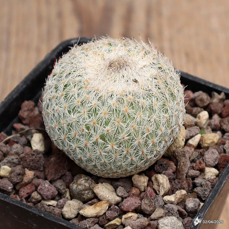 Small potted green cactus with dense white spines on gravel, round shape