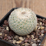 A9221 EPITHELANTHA MICROMERIS pot7-H4-W4 cm MaMa Cactus Green Plant