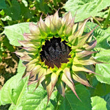 20 SUNFILL PURPLE DOUBLE SUNFLOWER SEEDS - Helianthus annuus Sunflower