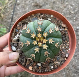 6cm 1PCS Gymnocalycium cat scratch  Beautiful Garden Rare Planting Garden Plants