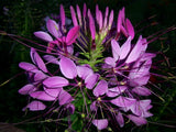 200 Cleome seeds / Spider Flower, organically grown, harvested 08/2025 FREE S/H Garden Plants