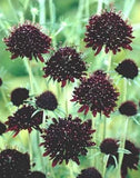 35+ ACE OF SPADES BLACK PINCUSHION SCABIOSA FLOWER SEEDS / PERENNIAL Flowering Plants