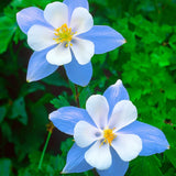 Blue Star Columbine Seeds | Heirloom | Free Shipping | Flower Seeds | 1214 Flowering Plants