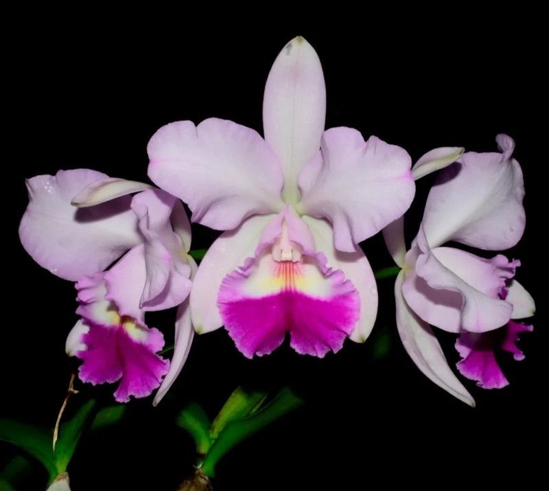 Blooming pink orchid plant with five-petal flowers and magenta center