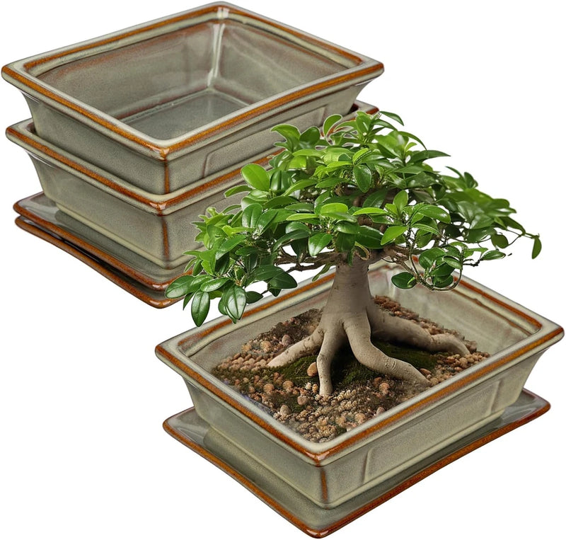 Set of 2 rectangular glazed ceramic bonsai pots with drainage tray, shown with a small bonsai tree