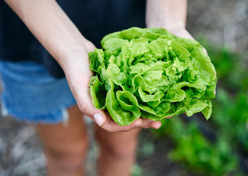 800+ TOM THUMB LEAF LETTUCE SEEDS FRESH HARVEST FOR GARDENS Garden Plants