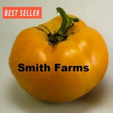 50+ Seeds Aunt Gertie's Gold Tomato Hybrid Juicy Easy to Grow Vegetable Garden Garden Plants