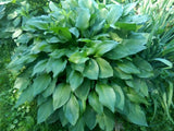 3x Hosta Eyes Live Plant Green Plantain Lily, Purple Flowers Bare Root Pre Order Flowering Plants