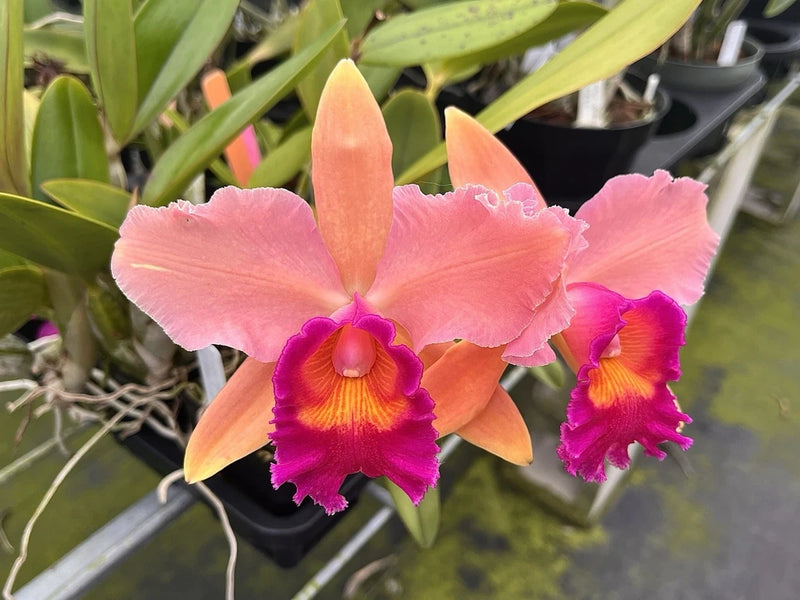 Pink and magenta orchid flowers with orange-yellow central lips on green leaves
