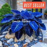 15+ Seeds Azure Hosta Garden Perennials Thriving in Shaded Areas Easy Growing Garden Plants