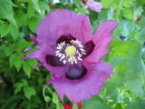 400 PERSIAN BLUE POPPY Papaver Flower Seeds Flowering Plants