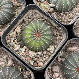 1.5'' Frailea Asterioides, Live Cactus Plants,Rare Plants Flowering Plants