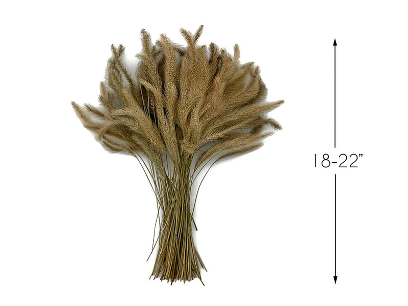 Preserved dried dogtail grass stems, natural tan, bundled set, 18–22 in